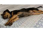 MOLLY Rottweiler Puppy Female