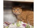Charlie Domestic Shorthair Adult Male