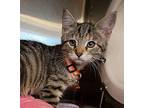 Bowser Domestic Shorthair Kitten Female