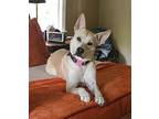 Hadley German Shepherd Dog Young Female
