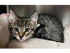 Mario Domestic Shorthair Kitten Male