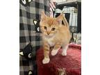 John Domestic Mediumhair Kitten Male