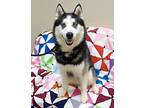 Nanook Husky Adult Male