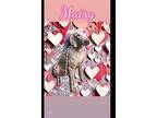 Maisy Weimaraner Adult Female