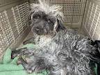 Maya Poodle (Miniature) Young Female