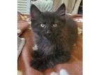 Soto Domestic Longhair Kitten Male