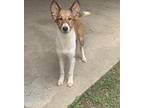 Lucy Collie Young Female