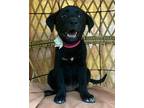 Opal Jewels Labrador Retriever Puppy Female