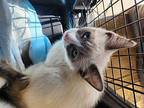 Shogun Domestic Shorthair Kitten Male