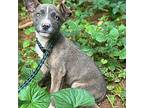 Penny Rat Terrier Puppy Female