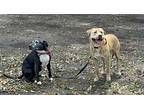 Cafi Padilla American Staffordshire Terrier Adult Male