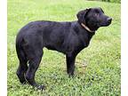 Sweetie Labrador Retriever Puppy Female