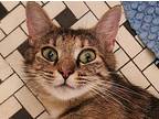 Elizabeth Domestic Shorthair Adult Female