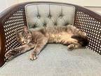 Chance Domestic Shorthair Young Male