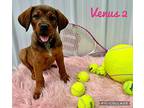 Venus 2 Hound (Unknown Type) Puppy Female