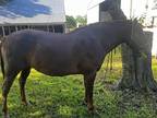 High Energy Appaloosa