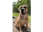 Adopt Titus a Labrador Retriever / Mixed dog in Kalamazoo, MI (36795528)