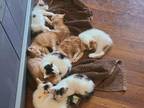 White And Ginger Kittens
