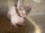 Dwelf Sphynx Boy And Girl