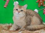 Golden Ticked British Shorthair Boy