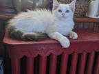 TICA Bicolor Lynx Ragdoll Kitten Male