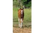 Incredible All Around 2024 Tovero Colt