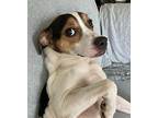 Sabon Jack Russell Terrier Adult Male