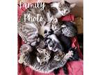 Umbra Domestic Shorthair Kitten Male