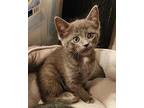 Lola Domestic Shorthair Kitten Female