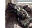 Jinxy Domestic Shorthair Kitten Male