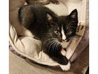 Nani Domestic Shorthair Kitten Female
