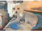 Skye Maltese Adult Male