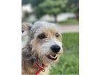 Baxter Terrier (Unknown Type, Small) Young Male