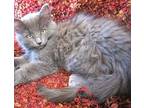 Campground Group (3) Domestic Shorthair Kitten Female