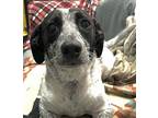 Edy Dachshund Adult Male