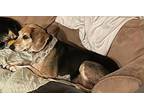 Mongo Beagle Senior Male