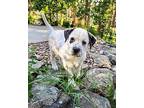 Casper Mixed Breed (Medium) Puppy Male