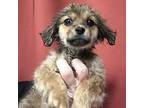 Marzapan Terrier (Unknown Type, Medium) Puppy Female