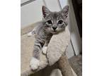 Bexley Domestic Shorthair Kitten Female