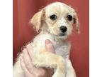 Nougat Terrier (Unknown Type, Medium) Puppy Female