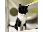Catrick Domestic Shorthair Kitten Male