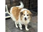 Lionel Papillon Adult Male