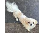 BonBon Pekingese Young Female