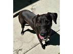 Thelma Hound (Unknown Type) Puppy Female