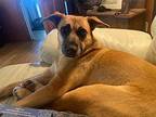 Andy German Shepherd Dog Young Female