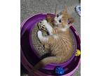 Creamsycle Domestic Shorthair Kitten Female