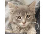Matilda Domestic Mediumhair Kitten Female