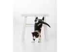 Chibo Domestic Shorthair Kitten Female