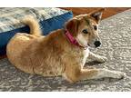 Melina Labrador Retriever Young Female