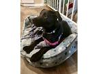 Pineapple Labrador Retriever Puppy Female